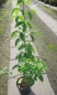 Preview: Laburnum anagyroides3